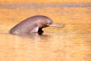 Dolphin folyó